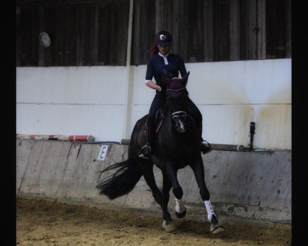 horse Bernhardt der Große (Westphalian, 2018, from Balounito)