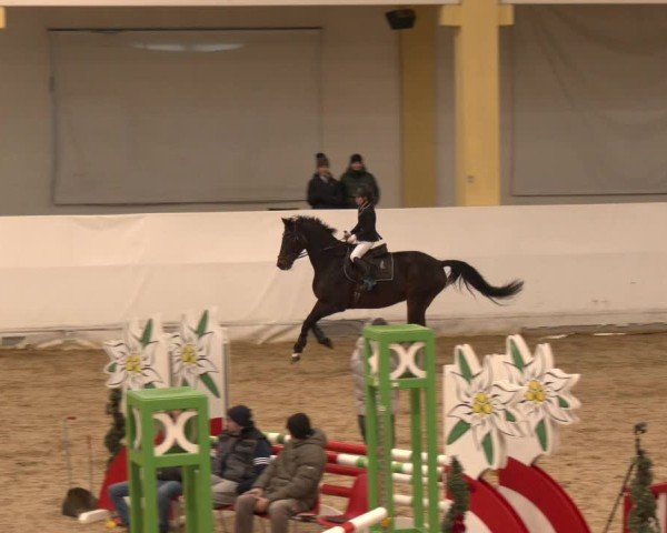 Reitturnier Stadl-Paura 2024