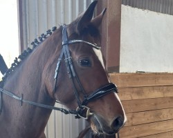 jumper Chilli Choc (Mecklenburg, 2020, from Cashmere)
