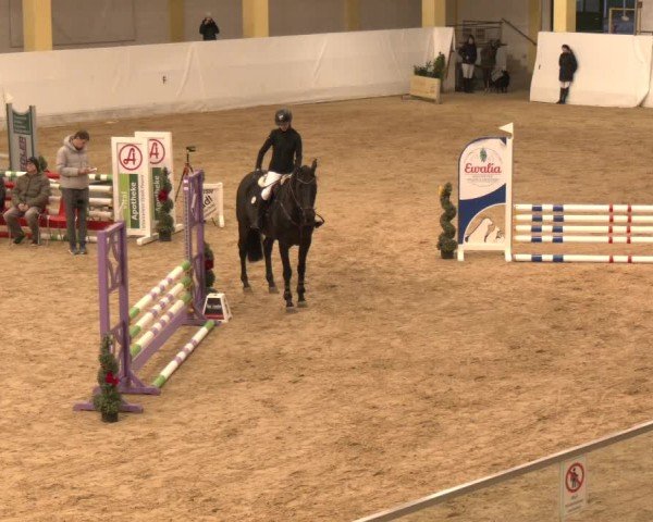Reitturnier Stadl-Paura 2024