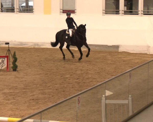 Reitturnier Stadl-Paura 2024