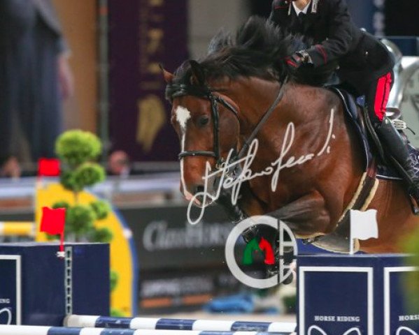jumper Amerigo (KWPN (Royal Dutch Sporthorse), 2005, from Ephebe For Ever)