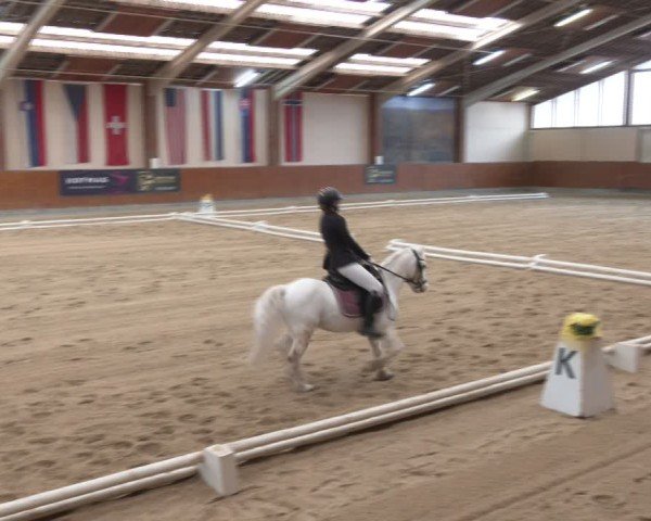 Reitturnier Weikersdorf am Steinfelde 2024