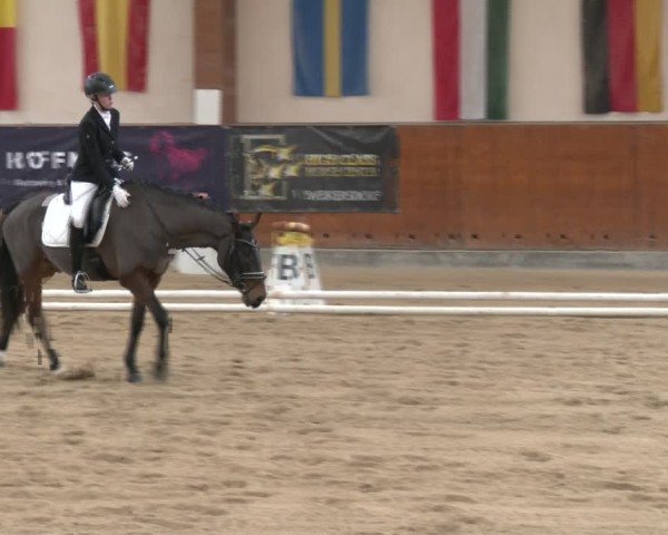 Reitturnier Weikersdorf am Steinfelde 2024