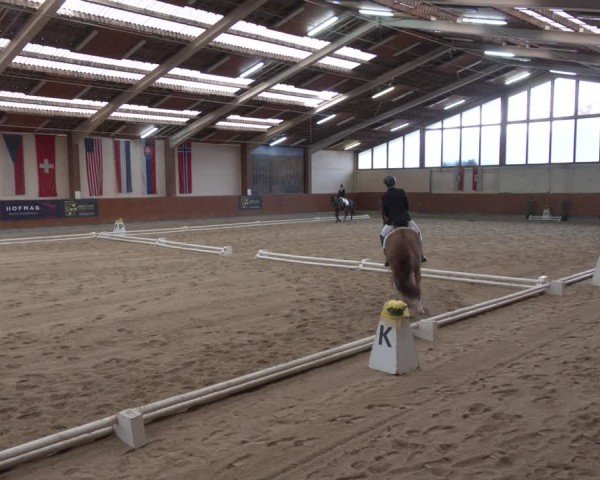 Reitturnier Weikersdorf am Steinfelde 2024