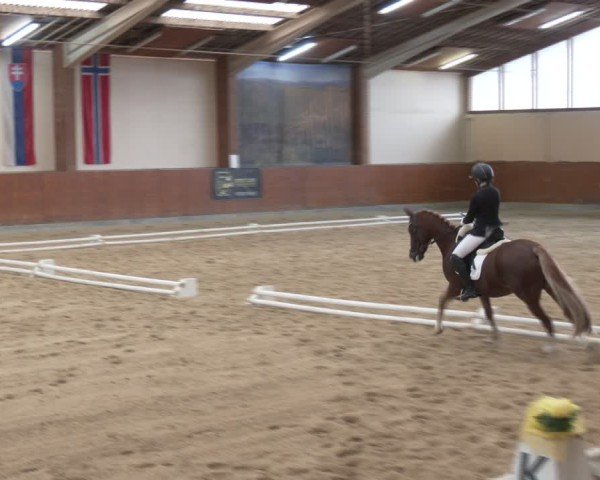 Reitturnier Weikersdorf am Steinfelde 2024