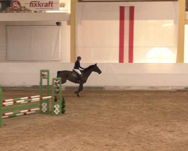 Reitturnier Stadl-Paura 2024