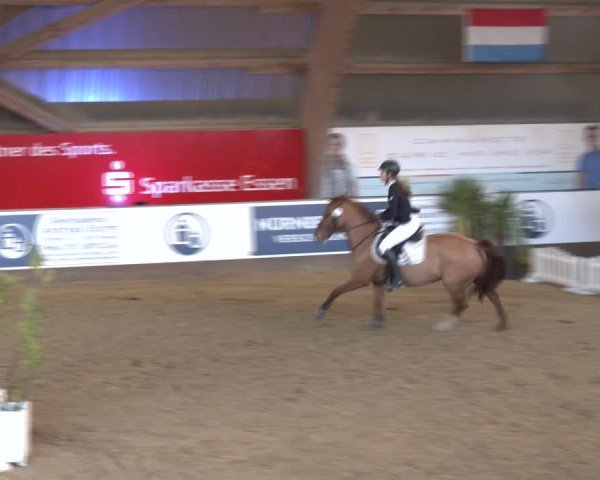 Reitturnier Essen-Stadtwald 2024