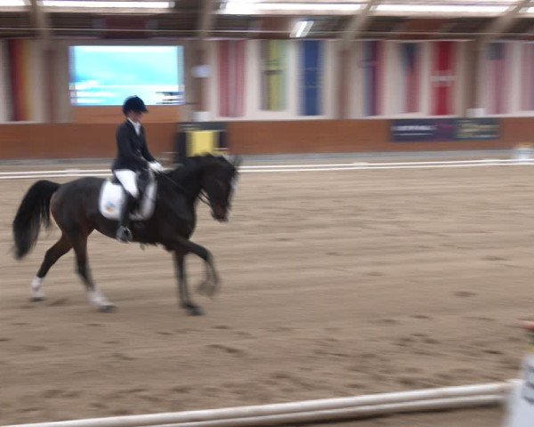 Reitturnier Weikersdorf am Steinfelde 2024