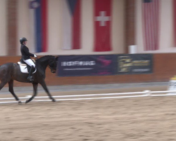 Reitturnier Weikersdorf am Steinfelde 2024