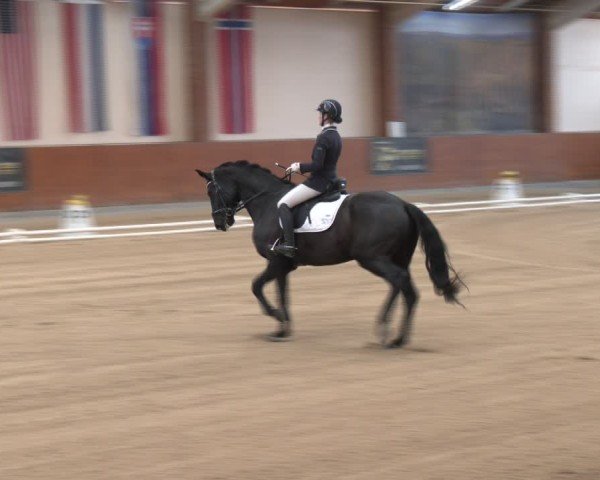 Reitturnier Weikersdorf am Steinfelde 2024