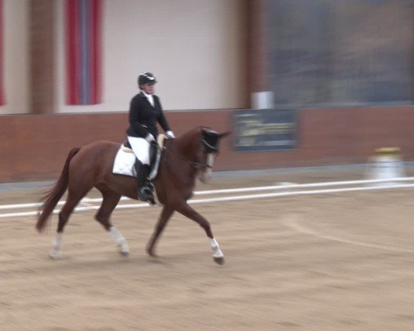 Reitturnier Weikersdorf am Steinfelde 2024