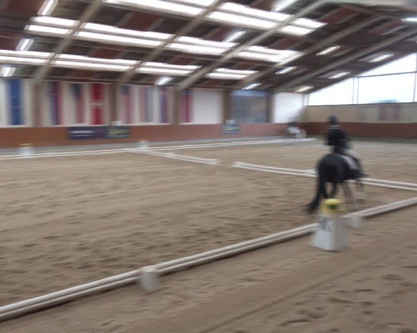 Reitturnier Weikersdorf am Steinfelde 2024