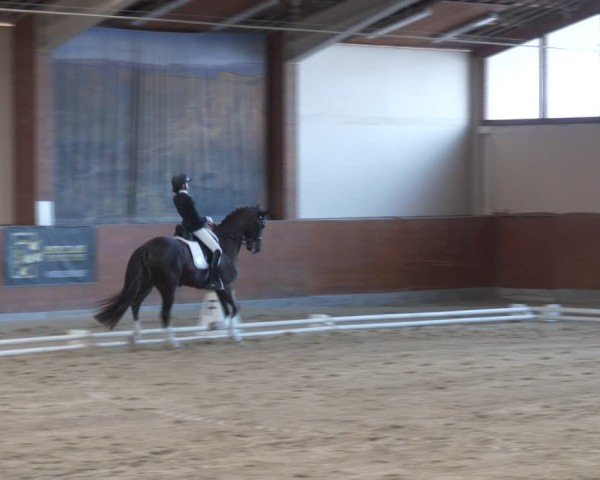 Reitturnier Weikersdorf am Steinfelde 2024