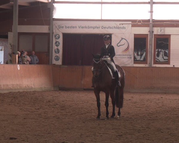 Equestrian Show Appelhülsen 2024