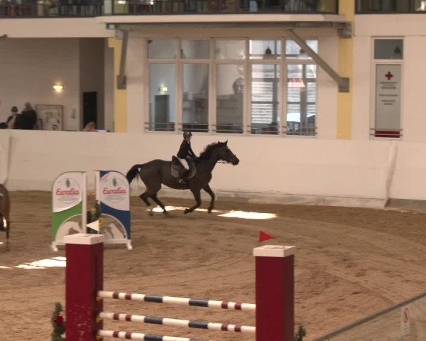 Reitturnier Stadl-Paura 2024