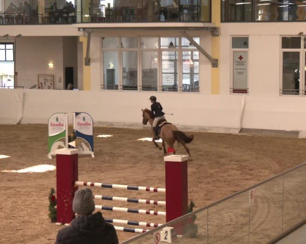 Reitturnier Stadl-Paura 2024