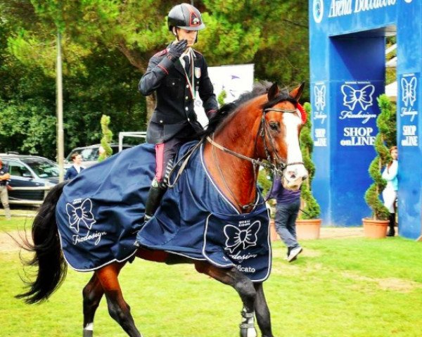 jumper Chopin 93 (Holsteiner, 2003, from Quantum)