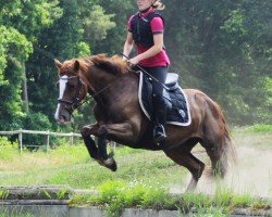 jumper Gwehlydd Princess Charlotte (Welsh-Cob (Sek. D), 2015, from Fronerthig Rock Star)