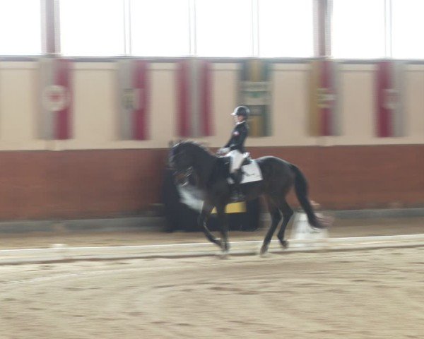 Reitturnier Weikersdorf am Steinfelde 2024