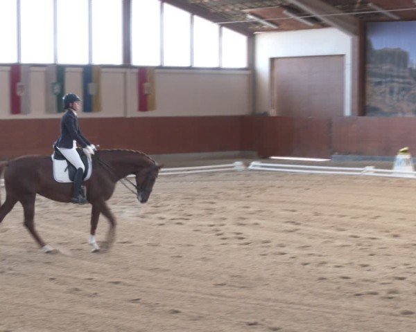 Reitturnier Weikersdorf am Steinfelde 2024