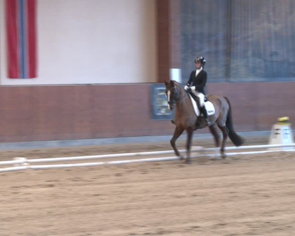 Reitturnier Weikersdorf am Steinfelde 2024