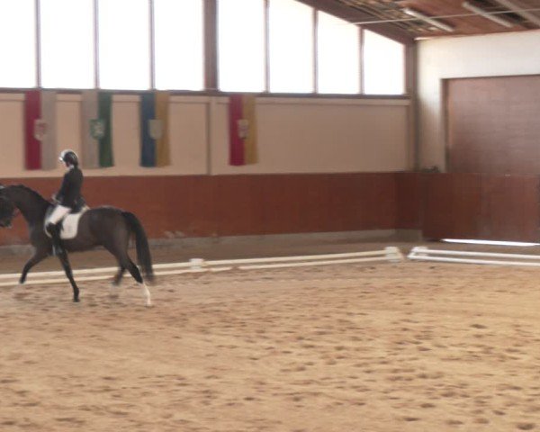 Reitturnier Weikersdorf am Steinfelde 2024