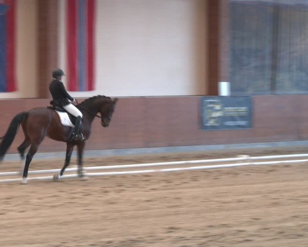 Reitturnier Weikersdorf am Steinfelde 2024