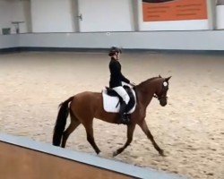 broodmare Fh Amy (German Riding Pony, 2007, from Allbrighton)
