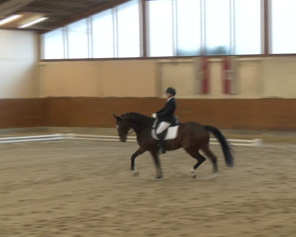 Reitturnier Weikersdorf am Steinfelde 2024