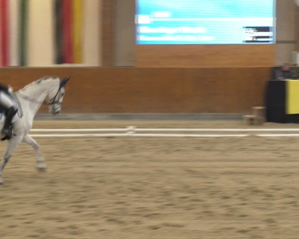 Reitturnier Weikersdorf am Steinfelde 2024