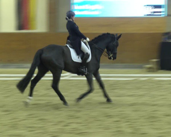 Reitturnier Weikersdorf am Steinfelde 2024
