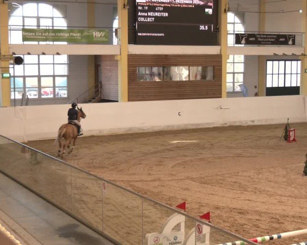 Reitturnier Stadl-Paura 2024