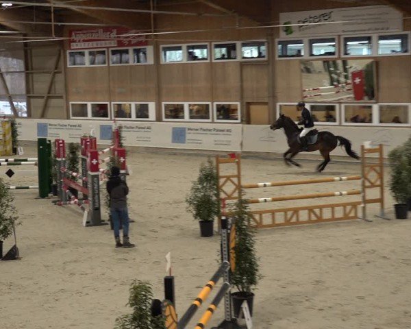 Reitturnier Henau 2024