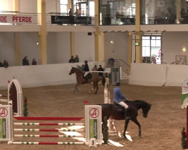 Reitturnier Stadl-Paura 2024