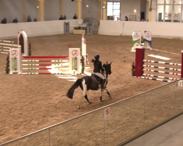 Reitturnier Stadl-Paura 2024