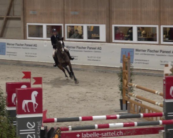 Reitturnier Henau 2024