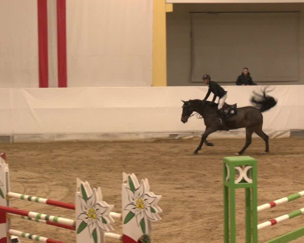 Reitturnier Stadl-Paura 2024