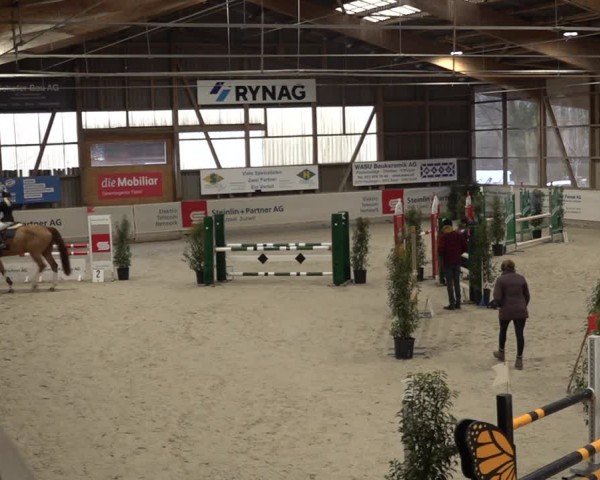 Reitturnier Henau 2024