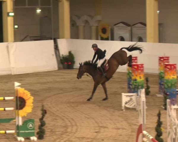 Reitturnier Stadl-Paura 2024