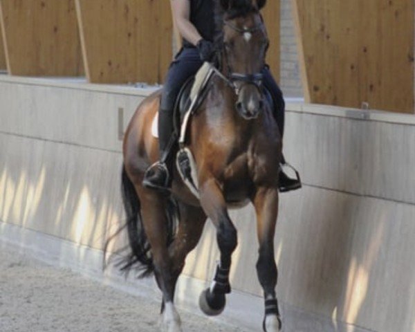 broodmare Jolante (KWPN (Royal Dutch Sporthorse), 2014, from Bordeaux 28)