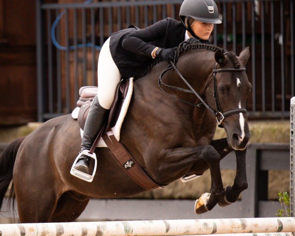 dressage horse Nadir's Dream (German Riding Pony, 2017, from Nadir vom Splitting WE)