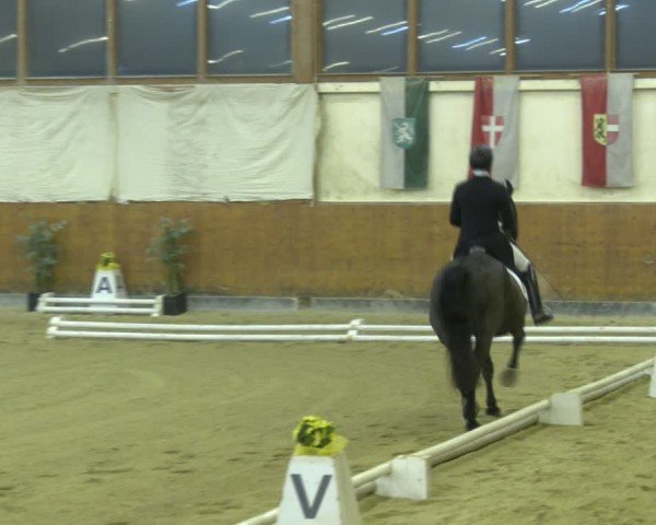 Reitturnier Weikersdorf am Steinfelde 2024