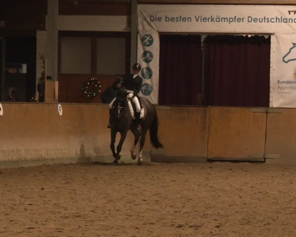 Reitturnier Appelhülsen 2024