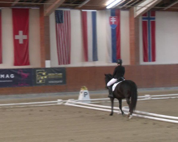 Reitturnier Weikersdorf am Steinfelde 2024