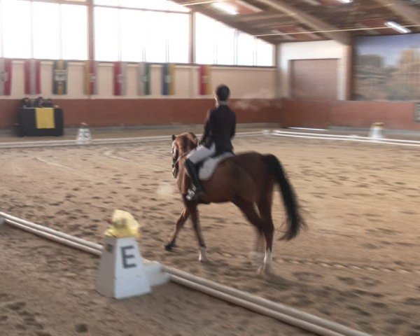 Reitturnier Weikersdorf am Steinfelde 2024