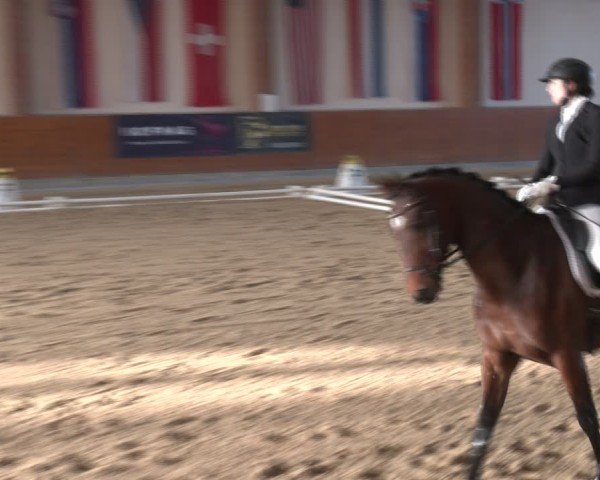 Reitturnier Weikersdorf am Steinfelde 2024
