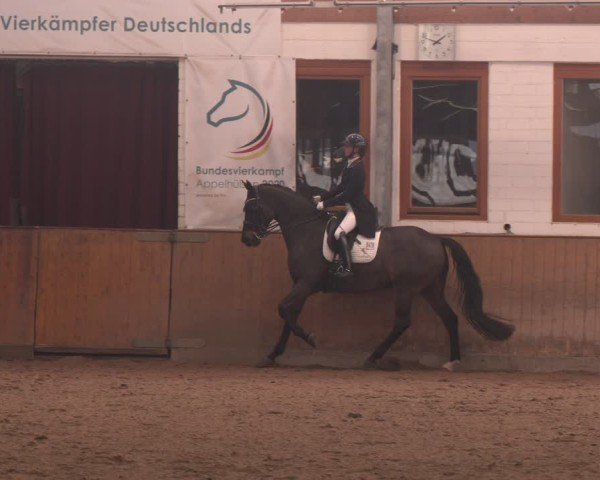 Reitturnier Appelhülsen 2024