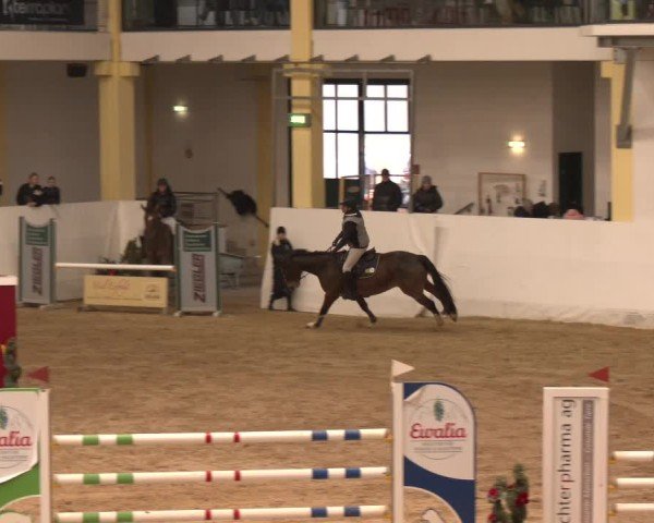 Reitturnier Stadl-Paura 2024