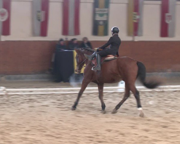 Reitturnier Weikersdorf am Steinfelde 2024